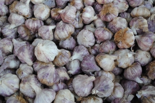 encuentro balazote (43)